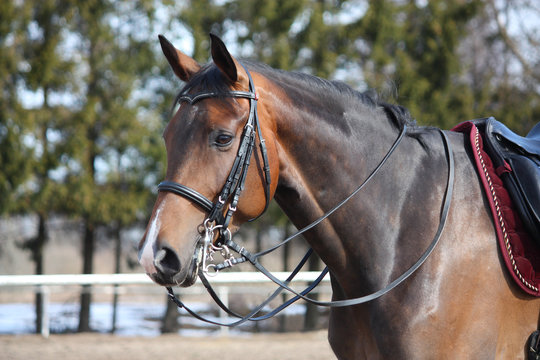 Beautiful bay horse with bridle portrait