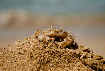 Crab on sand hillok