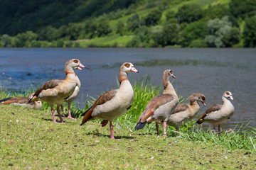 Ducks on the grass along the riverside