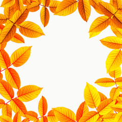 Natural autumn  background with big drops