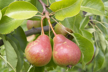 two pears on a tree branch