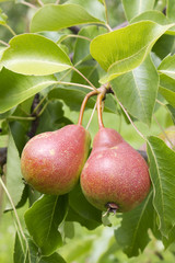two pears on a tree branch