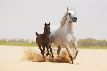 Arabian Mare and foal in desert - 43843799