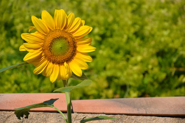Naklejka premium Jeune tournesol en Provence