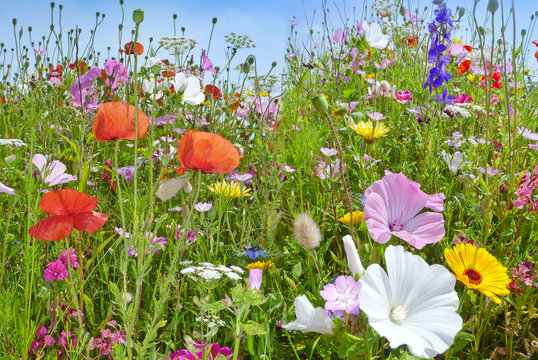 Fototapeta summer meadows flowers and blue sky