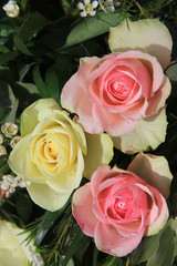 pink and white roses