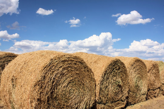 Rows of Rolled Hay