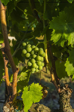 sour grapes color image
