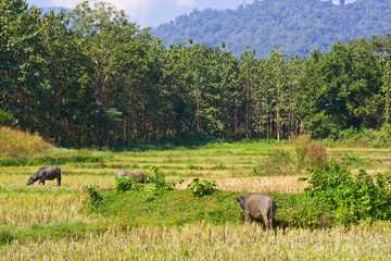 Herd of buffalos on vacant rice field after harvesting