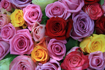Mixed roses