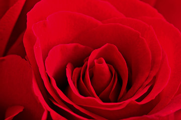 red rose