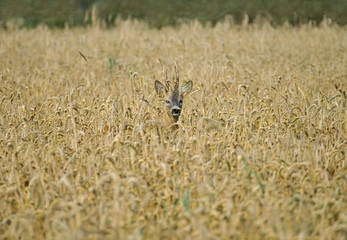 Roe deer