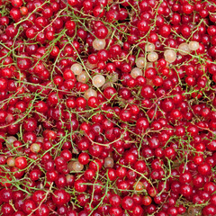 Johannisbeeren - Ribes