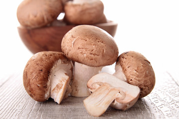group of mushrooms