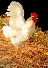 cock open his wings