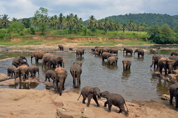 Fototapeta na wymiar Pinnawela elephant orphanage in Kegalle District,Sri Lanka