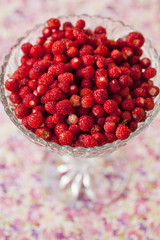 Bowl of wild strawberries