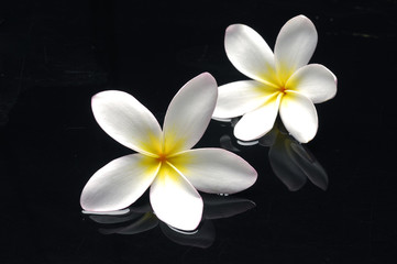 Fototapeta na wymiar Para frangipani kwiat na czarnym