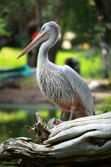 White pelican (Pelecanus onocrotalus) standing on grass