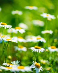 Wild chamomile on a meadow.
