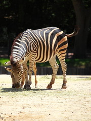 Fototapeta na wymiar Dwie zabawy młode zebry