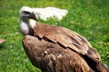 African white-backed vulture on green background