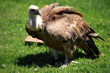 African white-backed vulture on green background