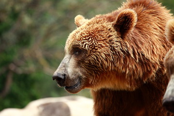 Obraz premium Brown bear looking for food in Madrid Zoo