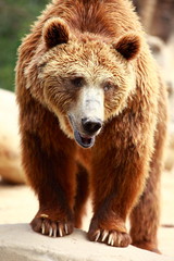 Fototapeta premium Brown bear looking for food in Madrid Zoo