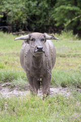 Thai buffalo in a rice field