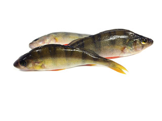 river perch