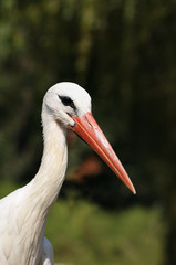 Head of white stork on front of forest