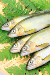 sweetfish