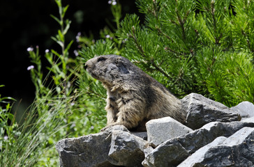 Naklejka na ściany i meble marmot