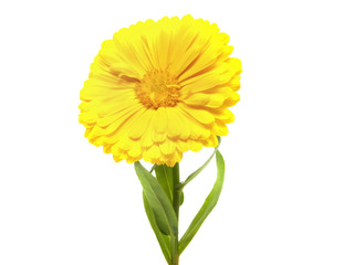 calendula flower