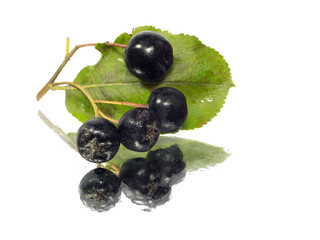 black chokeberry