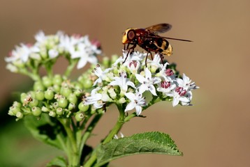 ape con fiore