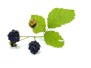 Blackberry with green leaf