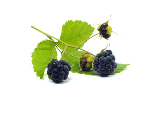 Blackberry with green leaf