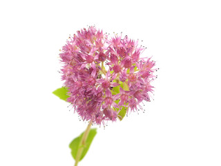 Hylotelephium spectabile (Sedum spectabile) flower