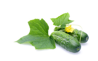 cucumber