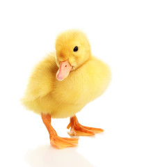 Duckling isolated on white