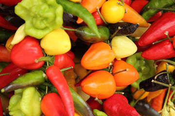 bunte Peperoni