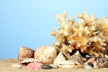 Sea coral with shells on blue background close-up