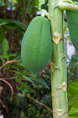 Papayas hanging on tree