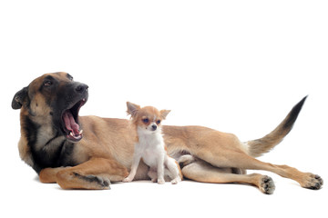 chihuahua and malinois