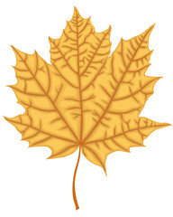 Maple Leaf