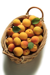 Basket of ripe appricots