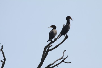 Fototapeta premium Cormorant, Double Crested