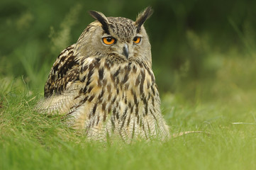 hibou